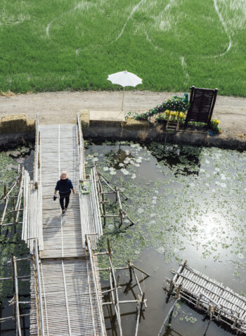 rice field and people on bridge walking in Thailand